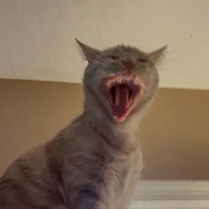 Meet your Posher, Paula